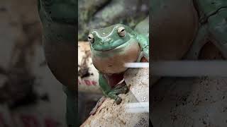 Australian Whites Tree Frog aka Dumpy calling Is it what you thought it would sound like [upl. by Aiekahs469]