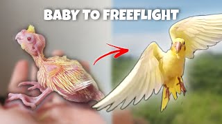 BABY TO FREE FLIGHT COCKATIEL KIRO [upl. by Hareenum]