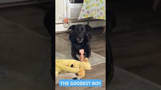 Black Labrador Is The Cutest Goodest Boi dogshorts dogs puppies labrador [upl. by Ludly]