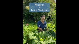 Mullein Medicine from Ivywood Herb Nursery amp Gardens [upl. by Adile]