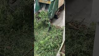 Disposal of tree branches shorts share shortsfeed subscribe viralvideo trending [upl. by Zoeller964]