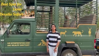 Best Place to Spot Lions in India Devalia Safari lion safari girnationalpark gir [upl. by Hpseoj]