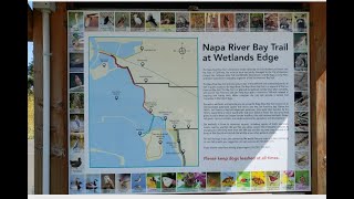 Looking for Shade and Glass Beach at the Wetlands in American Canyon CA [upl. by Tudor100]