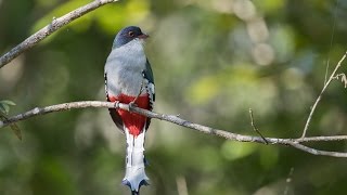 The Birds of Cuba [upl. by Zacharias]