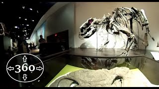 Travel Clips 360 The Royal Tyrrell Museum  Part 2 [upl. by Solly468]