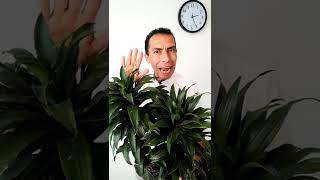 3 Consejos fáciles para cuidar la DRACENA COMPACTA [upl. by Pallua]