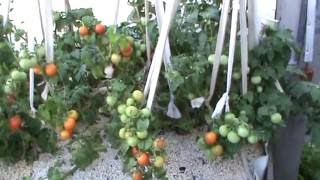 Container Gardening Tomato Wicking Beds [upl. by Carver]