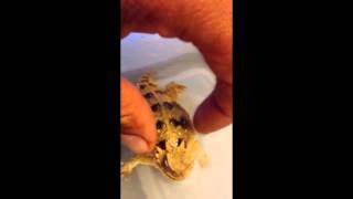 horned lizard soaking and wagging his tail [upl. by Ymas210]