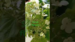 WHITE VIBURNUM plicatum flowers nature shorts viral mra [upl. by Auqinu]