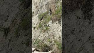 Our Norwegian Elkhound Scrambles up the Bluffs at the Beach shorts [upl. by Eckardt427]