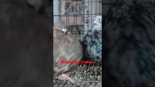 🇧🇩😍gaditano pair 🇧🇩🇧🇩 viralvideo pigeon bird kabootar pigeonlov birdspecies kabutar [upl. by Bergen]