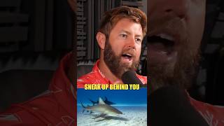 Dangers of Swimming With Sharks in The Ocean and How To Avoid Problems [upl. by Butcher]