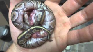 Severely Deformed Ball Python Hatches [upl. by Audry525]