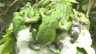 Forest Green Tree Frog モリアオガエル Rhacophorus arboreus [upl. by Naugan]