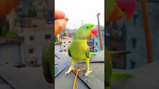 Mithu ❤️💚talkingparrot alexanderparrot pets shotrs shortvideo trending viralvideo love [upl. by Chemush]