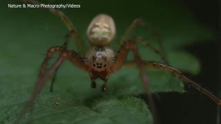 Mating of the Lesser Garden Spider Metellina segmentata [upl. by Arella660]