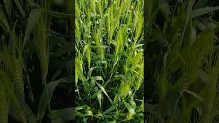 Triticum aestivum Wheat crop  Rabi crop Winter crop [upl. by Savil]