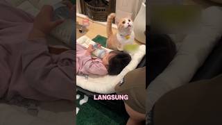 Si Oyen iri dengan adiknya yang minum susu kucinglucu viralvideo shorts funny [upl. by Standley426]