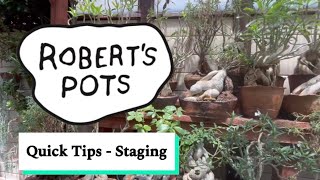 Quick Tips  Staging your Succulent Plants How to stage Caudiciforms with Do’s and Dont’s Part 1 [upl. by Giarg]