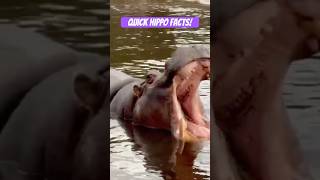 Hippo Facts for Kids shorts [upl. by Elahcim]