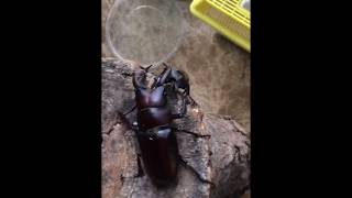 Takasago Sawtoothed Stag Beetle vs Biplagiatus Sawtoothed Stag Beetle タカサゴvsビプラギアトゥス [upl. by Ahsirhcal81]