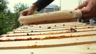 Imkern in der Stadt mit der BienenBox  zB auch an deinem Balkon [upl. by Fredenburg]