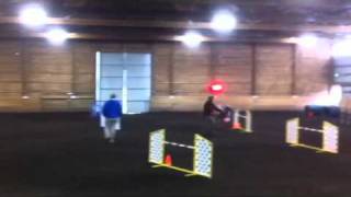 Nova a Belgian Tervuren runs akc agility JWW [upl. by Kong]