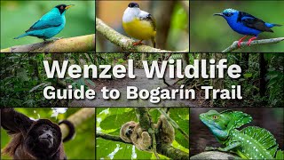 Wildlife amp Sloth Sighting Guide to Bogarín Trail in La Fortuna Costa Rica [upl. by Auqenat]