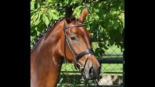 sold Quadriga  Premium mare 2011 for dressage and breeding [upl. by Ketti]