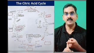 The Citric Acid Cycle Part III  Production of NADH and FADH2 [upl. by Peacock]