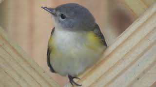 American Redstart Setophaga ruticilla Timucuan Ecological and Historical Preserve [upl. by Schaeffer]