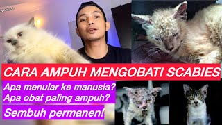 OBAT AMPUH KUCING SCABIES  Cara mengobati scabies kucing amp rekomendasi obat scabies kucing [upl. by Neona646]