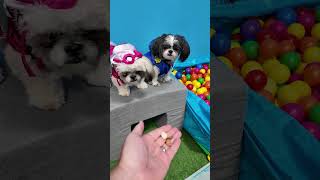 Wiggles Waggles and Waffles Go On a Paw Patrol Mission FamilyFun FunnyDogs PawPatrolDogs [upl. by Arliene]