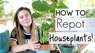 How To Repot Houseplants  Repotting Houseplants [upl. by Atimad]