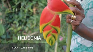 Heliconia  Simple propagation through division of its Rhizome and Plant Care tips [upl. by Aneloj]