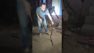 Indian spitting cobra Rescue punjabisong yadavbrand2song snakeresque [upl. by Ylla462]