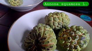 Tropical Delicacies Annona [upl. by Alyam]