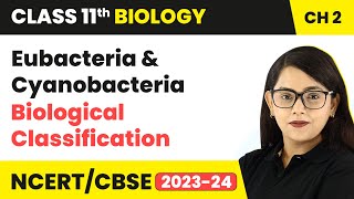 Eubacteria amp Cyanobacteria  Biological Classification  Class 11 Biology Chapter 2  NCERTCBSE [upl. by Raye]