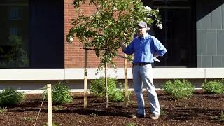 Crape myrtle Lagerstroemia indica  Plant Identification [upl. by Otreblide]