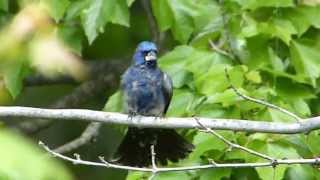 Blue Grosbeak Preening His Feathers [upl. by Quintin]