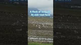 Watch A flock of Seagulls at the farm seagulls birds [upl. by Billie94]