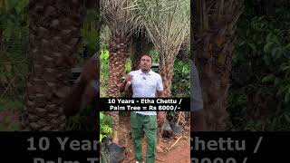 10 Years  Etha Chettu  Palm Tree Rs 8000  Kadiyam Sri Venkata Durga Nursery Hyderabad kallu [upl. by Pincas]