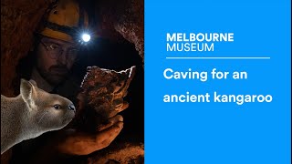 Going deep underground for a 50000 year old fossil kangaroo [upl. by Holtz]