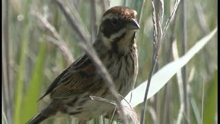 Bruant des roseaux  Common Reed Bunting  Emberiza schoeniclus [upl. by Yehus198]