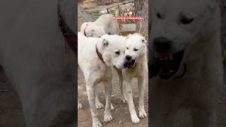 AKBAŞ HİYERARŞİ SERİSİNDE DAYI VE YEĞEN AKKURT VE AKASLAN HANGİSİ FAVORİNİZ  akbaş alabai kangal [upl. by Sonahpets829]