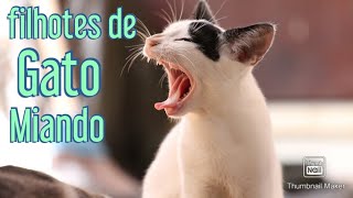 Filhotes de gato chamando a mãe filhotes de gato miando [upl. by Ahsla313]