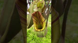 Item Short BE3734  N veitchii carnivorous nepenthes [upl. by Nnalatsyrc73]