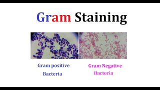 How to perform Gram staining [upl. by Jamila725]