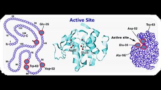 Lecture 3 Enzyme Active Site [upl. by Hulton438]