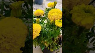 Genda fool plant ☘️ plants music song coversong shortfeed [upl. by Fedak275]